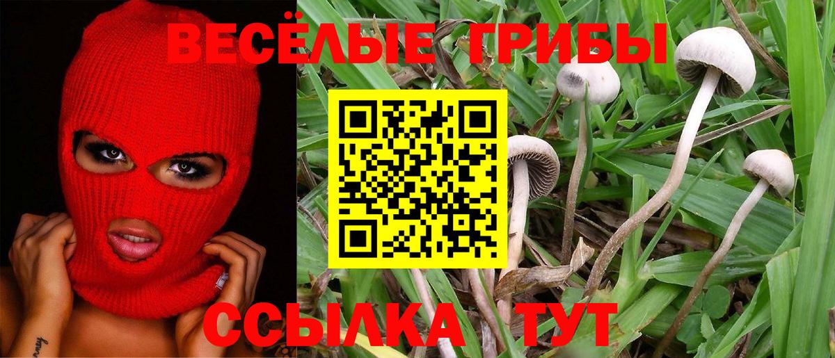 Волхов  Псилоцибиновые грибы ЛСД  Вход с VPN 